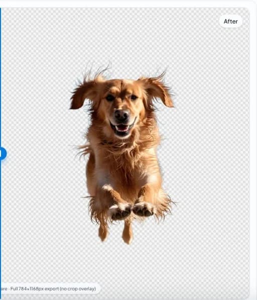 nobg.eu app: after—dog cutout on transparent checkerboard